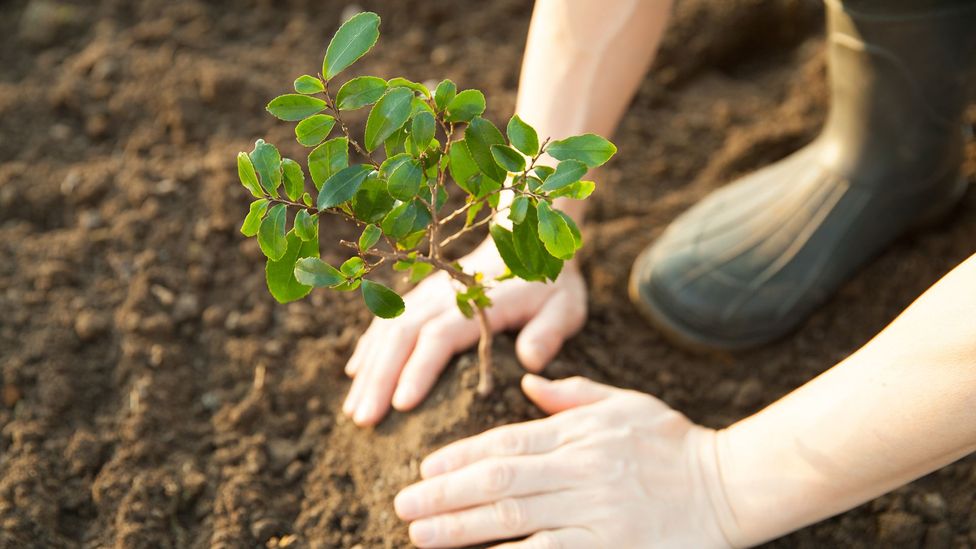 Tree Planting and placement